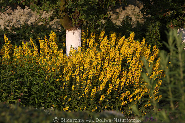 Gartenschau Flora: Gelbstrauch, Blten um Baum, weisser Stamm, Hochstengel in Grnbltter
