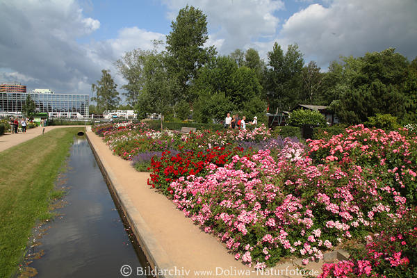 IGS Blumenrabatte, bunte Rosenfelder, am Wasserkanal, Gartenschau Wilhelmsburg