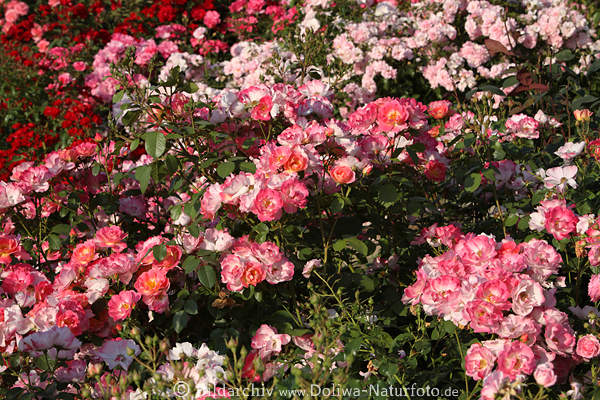 Rosenbeete, farbige Bltenvielfacht, bunte Blumenpracht, Gartenschau IGS Hamburg