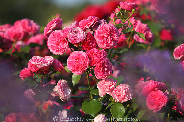 Pfingstrosen Blumenpracht, Gartenschau, IGS Hamburg, Rosenblten in Wilhelmsburg