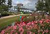 1302573_IGS Hamburg Rosen-Variationen Bild Gartenschau prächtige Blütenfelder vor Besucher Zugwagons
