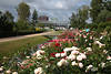1302577_IGS Rosenbeeten & Rabattenfelder Bild entlang Wasserkanal mit Besucher der Gartenschau