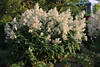 1302662_Großer Strauch Foto, Schneeweisse Blüten, üppig blühende Hochstängel über Grünblätter