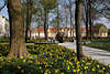 103425_Stadtpark Aschersleben Frhlingsblte Foto gelber Narzissen Parkblumen von Landesgartenschau
