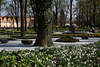 103427_Stadtpark Aschersleben weisse Narzissen Parkblumen Frhlingsblte Foto Landesgartenschau 2010