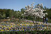 1100296_ LaGa Norderstedt Blumenfelder Foto in Frhlingsblte Rabatte Muster + Gste auf Gehweg