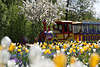 1100337_ Gartenschau im Elfenexpress Ausflugsfahrt in Frhlingsblten am Baum hinter Bltenfeld Foto