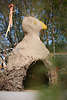 1100340_ Tippi-Zelt aus Lehm & Gestrpp als Vogelfigur im Kunstwerkstattnatur Foto, Naturzelt Bau-Mglichkeit