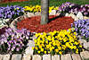 1100349_ Steine um Blumenbeeten Florafoto mit Frhlingsblten Gartenschau Bltenfeld Gestaltungstipp