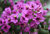 Violettblüten exotische Blumen Gartenschaurabatte