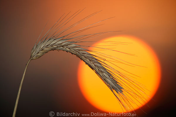 Getreide Kornhre Abendromantik