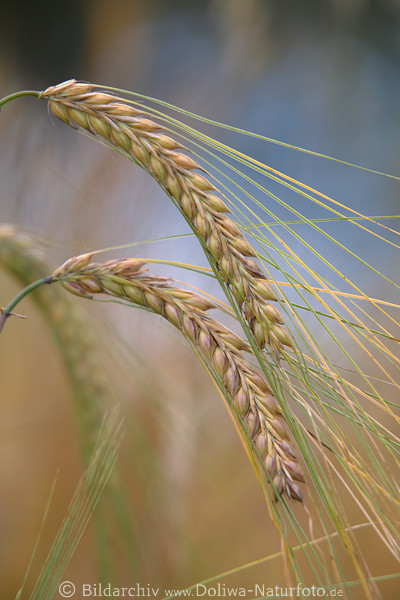 Gerste Bild Getreidefrucht hren lange Ranken reifende Samen Foto Aufnahme im Kornfeld
