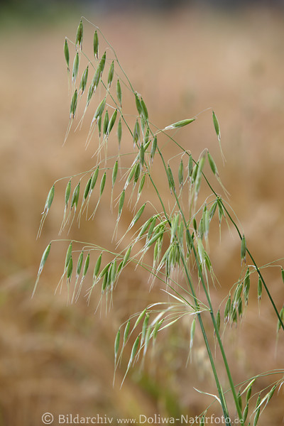Hafer grne Krner Getreide unreife Samen Spelzen Avena