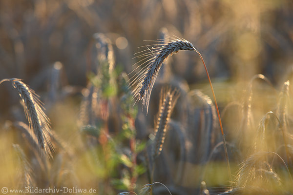 Roggen Fruchtgranen Foto Brotgetreide Sgrserfeld Kornhren in Abendlicht