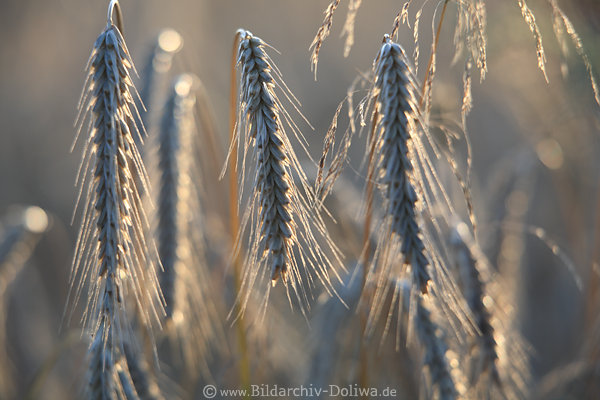 Roggenkrner hren Foto Sgrser Fruchtgranen Getreidefeld in Abendlicht