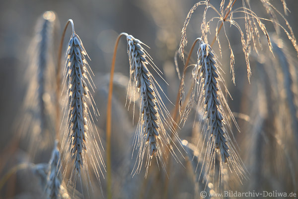 Roggenkorn Granen Bild Getreidehren in Kornfeld Gegenlicht beschienen