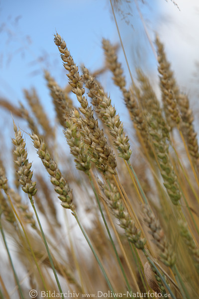 hrenstiele Weizen Getreide Samenreife