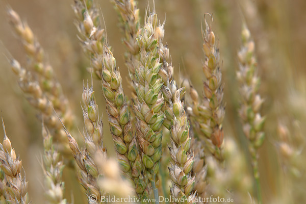 Weizen Krner hren Getreide
