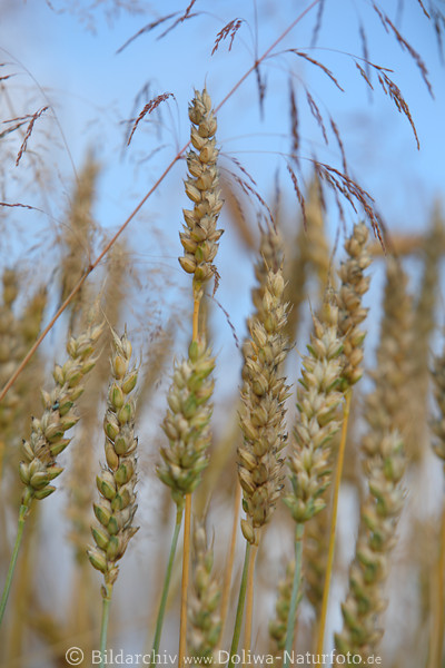 Weizen-Samen hrenstiele Getreidekrner