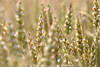 Weizenkornfeld Bild hren reifende Getreide Aufnahme Sgrser Anbaupflanze in Sonne
