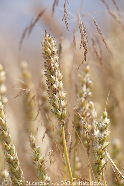 Weizen Getreide Triticum hren