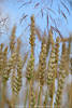 Weizensamen hrenstiele Nahfoto Reife im Kornfeld hochstehen am Himmel in Blaufarbe