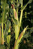 Mais Kolben Zea mays Getreide Foto, Maiskolben Frucht in grünen Blätter reifend in Maisfeld