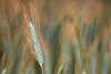 1010_Roggen Ährenfeld in Bewegung Foto: Secale cereale Getreidegrannen Gräserähren plastisch, verwischt