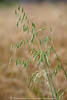 1204526_Hafer Bilder Avena Körner Samen in Spelzen Fotos grüne Süßgräser unreife Getreide Wachstumsphase Aufnahmen
