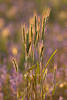 Getreide Ähren Süßgräser-Romantik Naturfoto: Roggen Grannen Glanzlichter in Gegenlicht