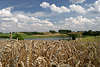 57250_Weizenfeld Bild reifende Getreide Kornfeld vor Seepanorama unter Wolken Foto Süßgräser in Sonne
