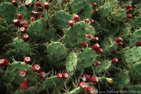 Feigenkaktus Früchte Grünblätter Stachel Opuntia ficus-indica