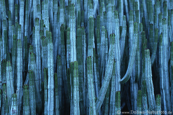 Cardon Kaktus Euphorbia canariensis Wolfsmilchsulen