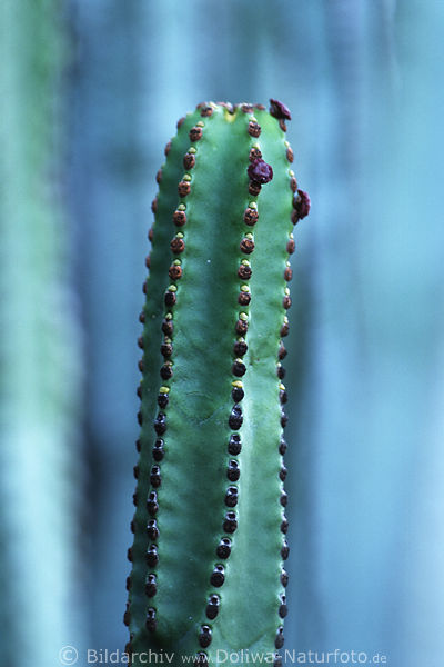 Euphorbie Cardon Sule Nahaufnahme Kandelaber Euphorbia canariensis