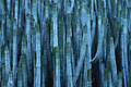 1577_ Kanaren Euphorbien Gruppenbild euphorbia canariensis, Cardon Kaktus eckigen Wolfsmilchsäulen photo