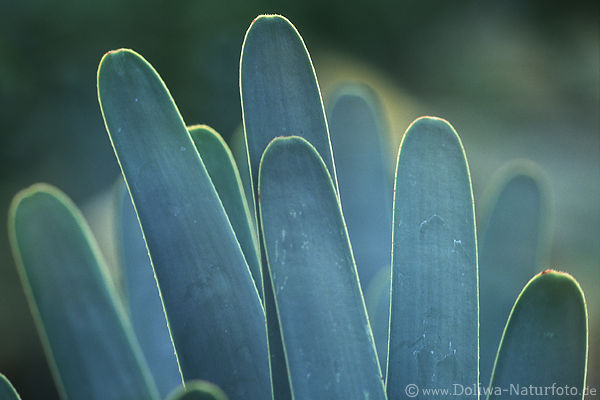 Kaktusblätter wie Spachtel dicke flache Kakteenart