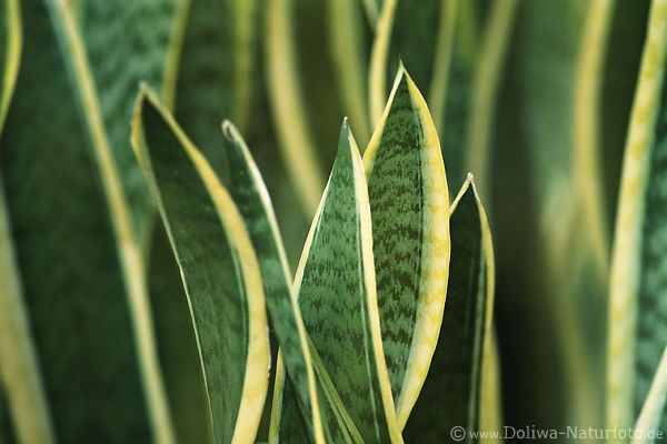 Kakteen Blattgebsch abstrakt Strukturen Kurven