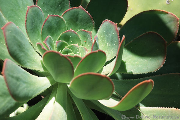 Aeonium nobile grne Fettpflanze Dornen Bltter Wildblume