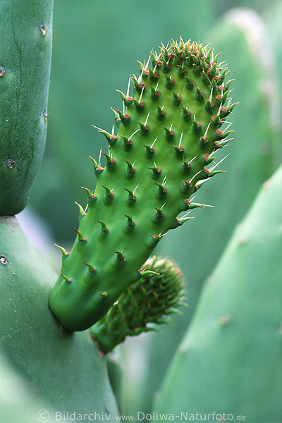 Sprossen des Echten Feigenkaktus scharfe Stachel Opuntia ficus indica