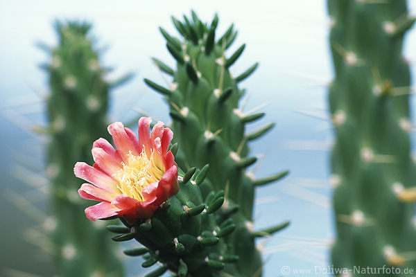 Sulenkaktus rote Blte grne Stacheln Blume mit Dornen