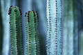 1575_ Cardon Bild Kandelaber Säulen der Kakteenart: Kanaren Euphorbien Kaktus euphorbia canariensis