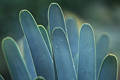 2052_ Kaktusblätter Spachtel dicke flache bläuliche Blätter Foto im Nebel, Pflanzenformen weiche Strukturen