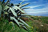 9005_ Riesenkaktus Foto Opuntie Dornenstrauch mit Stacheln Großblätter Cactus photo