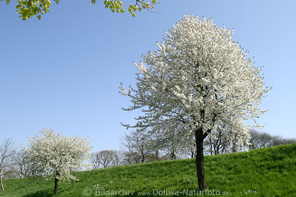 Schneeweiss blhende Kirschbume Foto Frhlingsblte Bild Obstbaum am Grndeich