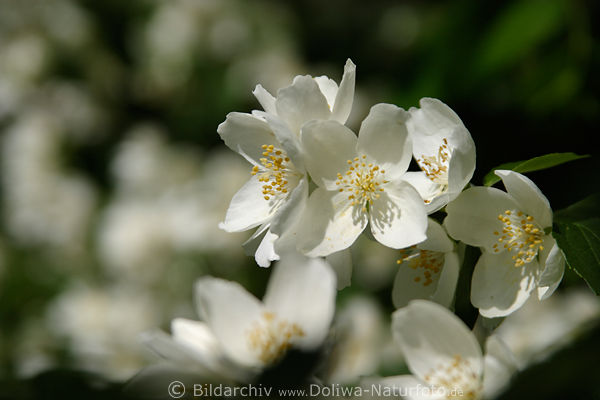 Kirschenblten Frhlingsbild Kirschbaum-Doldenblten Kirschblttchen weisse Flora Bltenfoto