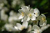 Kirschenblten Frhlingsbild Kirschbaum-Doldenblten Kirschblttchen weisse Flora Bltenfoto