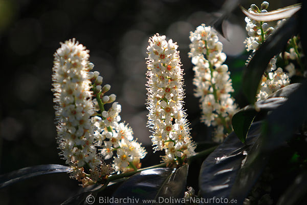 Kirschlorbeer stehende l�ngliche weisse Bl�tentrauben, Prunus Laurocerasus Foto in Lichteinfall