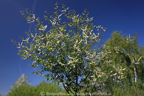 Weisse Frhlingsblte Traubenkirschenstrauch Foto Prunus padus Kirschbaum Bltenktzchen