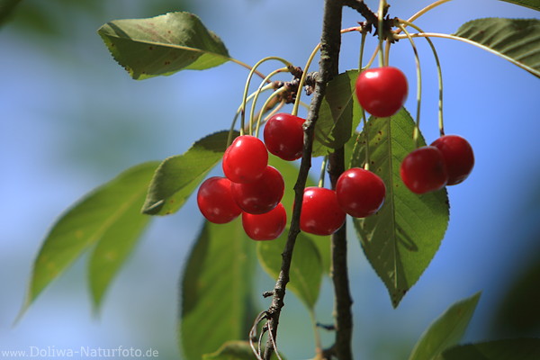 Kirschen-Obstzweig Rotfrüchte reifen in Grünblättern Designbild vor helles Blauhimmel