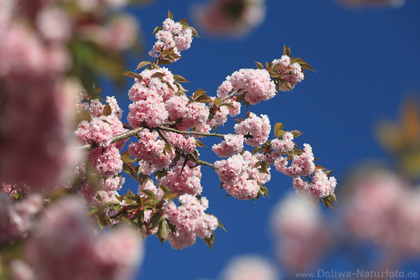 Nelkenkirschen Farbenzauber Foto rosarot Bltenflle am Kirschbaum Prunus serrulata